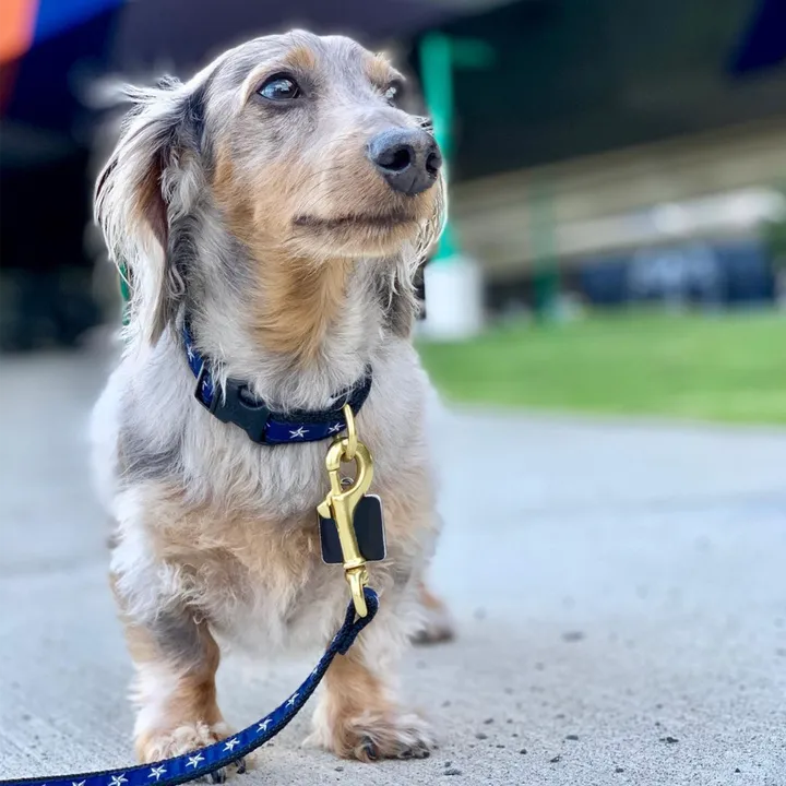 Teacup Leash | North Star